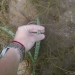 Taking measurements in the sea grass beds