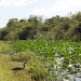 The Everglades