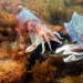 Male Giant Cuttlefish