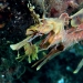 Leafy Seadragon closeup