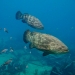 Goliath Grouper