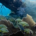 The reefs of Key Largo 2