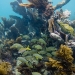 The reefs of Key Largo