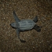 Leatherback Hatchling