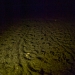 Leatherback hatchling tracks on the beach