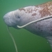 Manatee, Crystal River