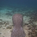 Manatee sleeping on the bottom at Three Sisters Spring