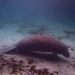 Manatee sleeping on the bottom at Three Sisters Spring