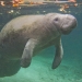 Manatee, Crystal River