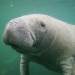 Manatee, Crystal River