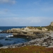 Harbour Seals and sea lions on the shore