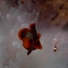 clownfish