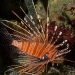 Lion fish