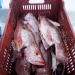 Red Snapper, the main fishery in Coyote