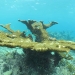 Rare elkhorn corals at the Captain Kidd site