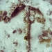 Anchor at the GUAP Living Museums of the Sea site