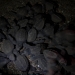 Olive Ridley hatchlings in the hatchery