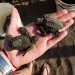 Olive Ridley Hatchlings from and exhumed nest