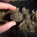 Olive Ridley Hatchlings from and exhumed nest