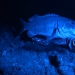 polyprion-americanus-attacking-hagfish
