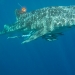 Tagged 5 m whale shark