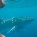 Swimming with whale shark 