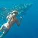 Swimming with 5m male whale shark 