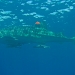 Tagged whale shark