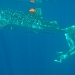 Freediving with 5m male whale shark