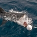 White shark narrowly missing the bait. Way to go Tim 