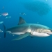 Incredible White Shark photography by Jayne Jenkins