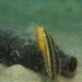 Brown Sabretooth Blenny, Petroscirtes lupus 