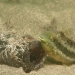 Brown Sabretooth Blenny, Petroscirtes lupus