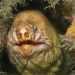 Green Moray, Gymnothorax prasinus 