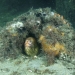 Green Moray, Gymnothorax prasinus