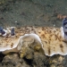 Nudibranch, Aphelodoris-varia