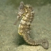 Whites seahorse, Hippocampus whitei