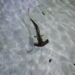 Baby Hammerhead, HIMB