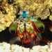 Mantis Shrimp