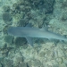 White tip shark