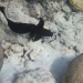 Endemic Ningaloo sailfin catfish