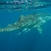 Whale shark