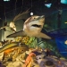 Te Papa shark display