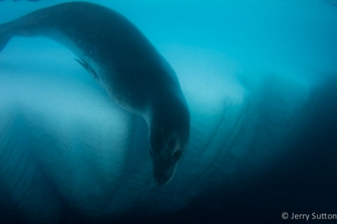 Leopard Seal