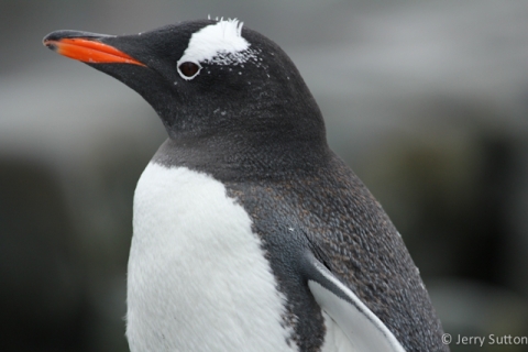 Gentoo Pinguin