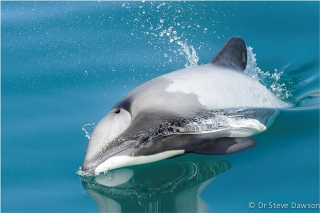 Hector's dolphin in New Zealand by Dr Steve Dawson