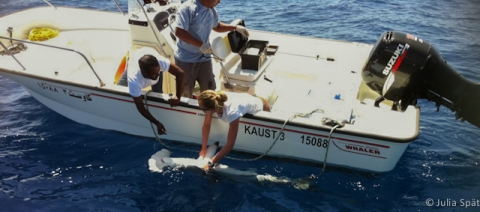 Julia Spät tagging sharks