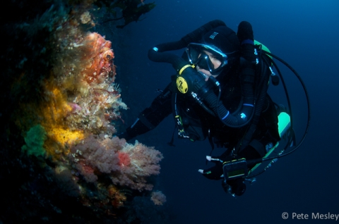 Looking at a stonefish