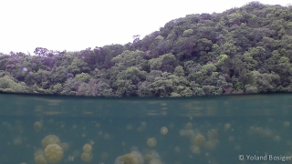 Jellyfish Lake