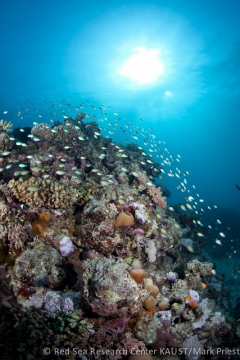 Reefs off the coast of Saudi Arabia